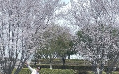 北条麻妃熟女在线观看AV